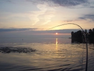 A real one! A real one!