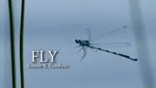 Video thumb for Fly