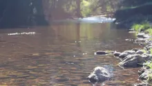 Video thumb for Brothers In Fly Trailer