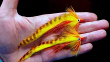 Video thumb for Tarpon Bunny