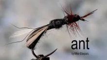Video thumb for Ant