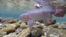 Video thumb for The Rainbow in Fjordland