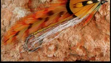 Video thumb for Rocky Mountain Tadpole