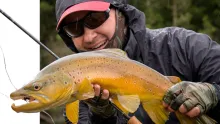 Video thumb for Kahikatea Gold
