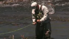 Video thumb for Green Drake Hatch on Utah's provo River