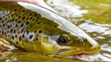 Video thumb for Fly Fishing Grasshopper Paradise