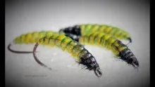 Video thumb for Hydropsyche 
