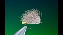 Video thumb for Egg Laying Caddis