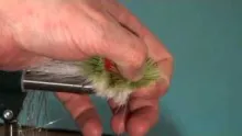 Video thumb for Dahlberg (Flashtail) Diver