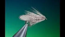 Video thumb for Great Grey Caddis