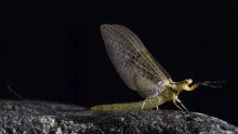 Video thumb for Ephemera Glaucops