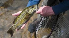 Video thumb for One of the Prettiest Fish I've ever caught