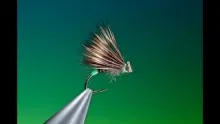 Video thumb for Female Caddis