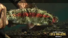 Video thumb for Season 2 - Catch Magazine DVD