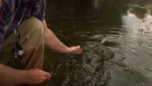 Video thumb for Big rainbow and brown trout