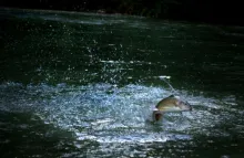 User submitted picture: jumping grayling