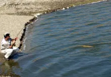 User submitted picture: Common carp