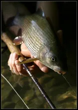 User submitted picture: Grayling
