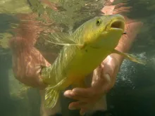 User submitted picture: Smallmouth yellowfish und...
