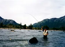User submitted picture: Catching a trout hidden b...