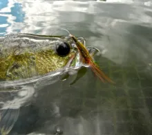 User submitted picture: eye to eye, largemouth ba...