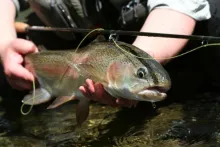 User submitted picture: Ready to return