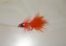 User submitted picture: A short, orange dog nobbl...