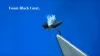 Video thumb for One of the First Terrestrial Flies Of the Season