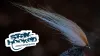 Video thumb for Nayat Goby
