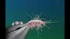 Video thumb for Amorous Gammarus