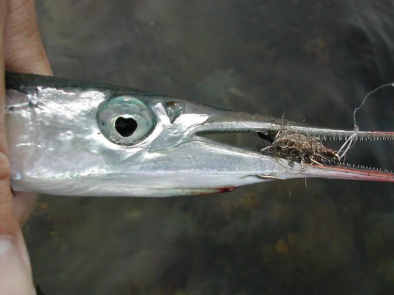 Garfish - Garfish can be pursuated to take larger flies like this Copper Shrimp, but really small, bright flies size 10-14 are the right choice for these large eyed hunters.
The problem is one of hooking. The fish will see and strike the larger fly, but the hook will rarely penetrate the hard mouth. Smaller flies have a greater chance of sticking once they have a grip.