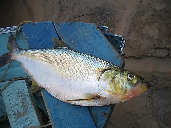 User submitted picture: Sardinata Real (Pellona c...