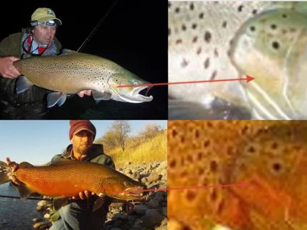 User submitted picture: Catch and Release WORKS!!...