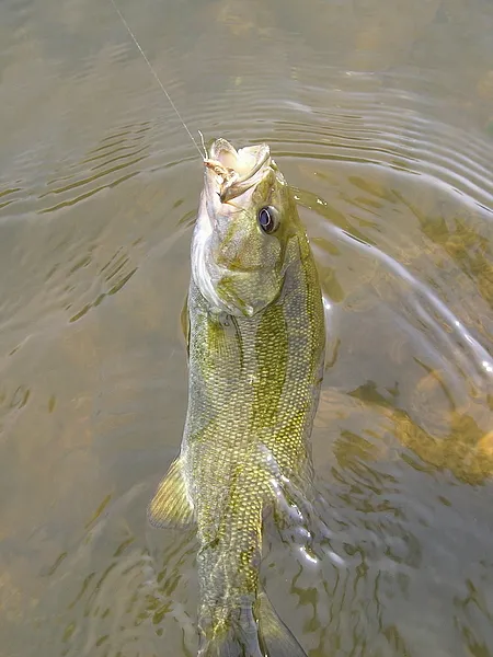 User submitted picture: Small smallmouth caught o...