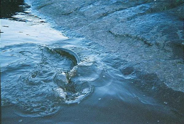 User submitted picture: Fighting a muskie..Took t...